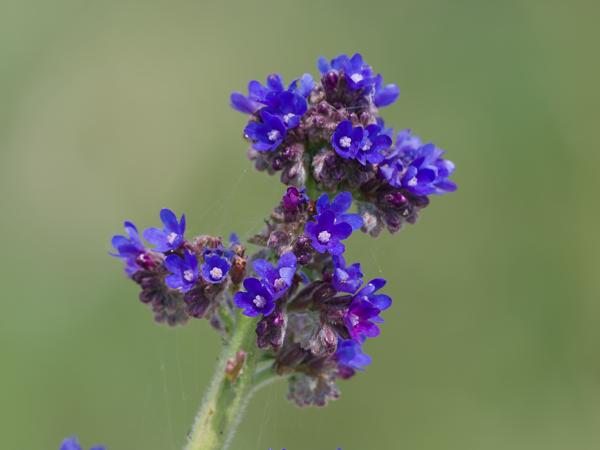 <h3>Anchusa&nbsp;officinalis / Alkanet / Gewone&nbsp;ossentong</h3>OM-1 Mark II met OLYMPUS M.150-400mm F4.5 TC, 1/2000 sec  bij F5.6, ISO 1000, afstand 2.45&nbsp;m